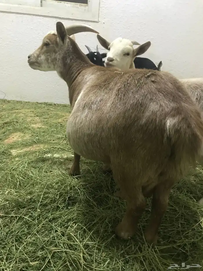 ماعز قزم 2