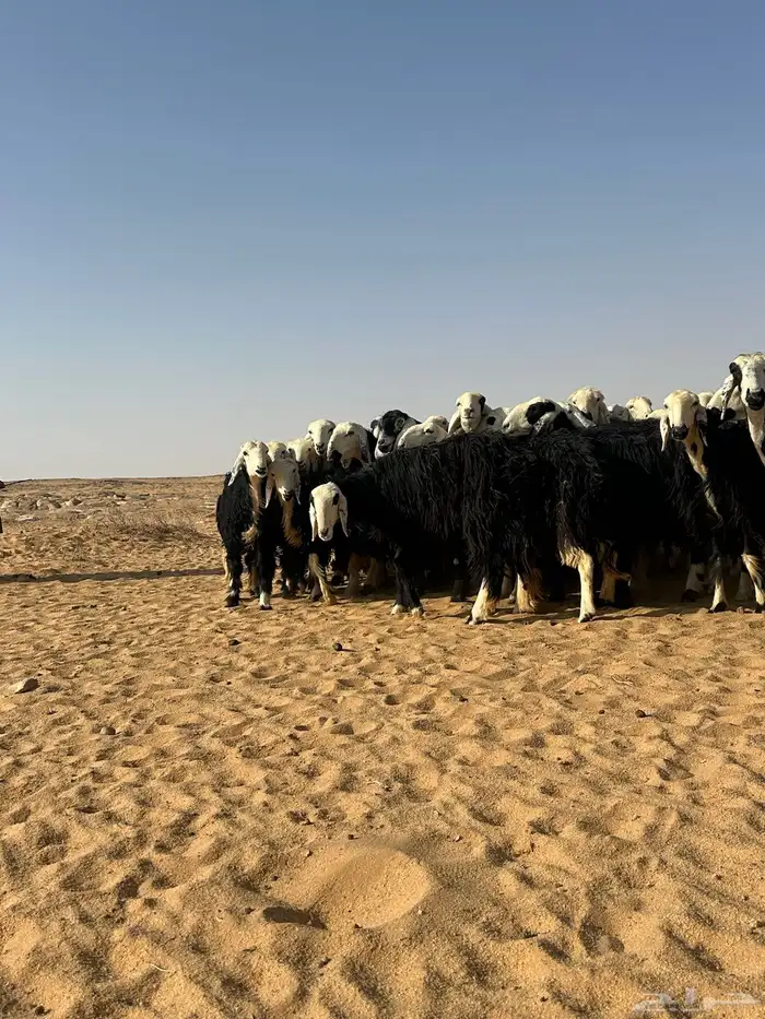 غنم نجد ومعزا مراح 5