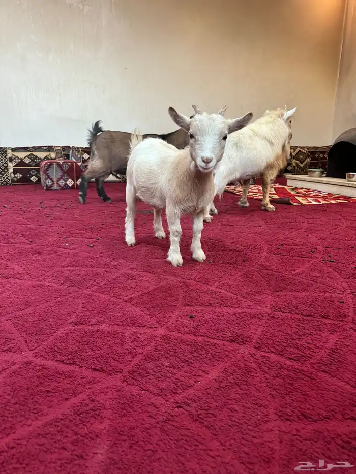 للبيع ماعز قزمي تشكي صنف مستوى 0
