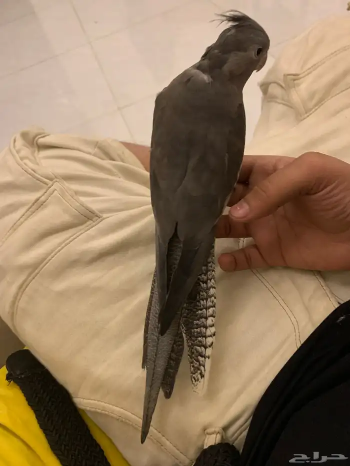 كروان 3