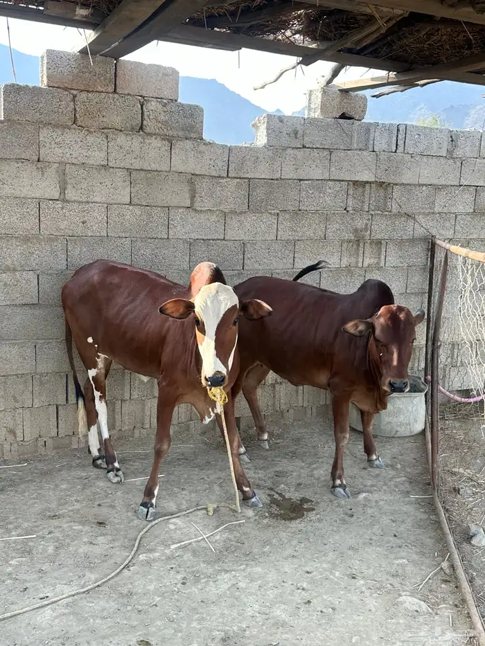 بقر العدد ثنتين خبيش سنه ونص 0