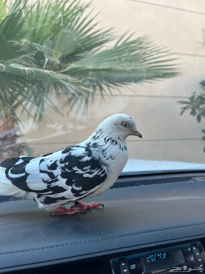 قطايف للبيع 3