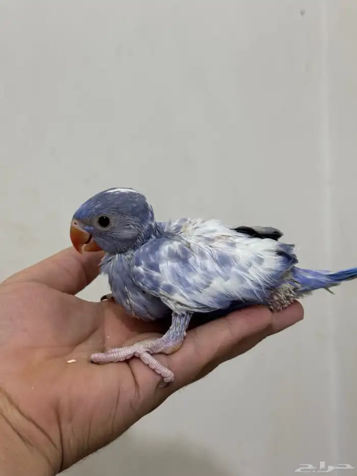 فروخ درة طفرات رسيسف بايد فايلوت المميز_للمميز 7