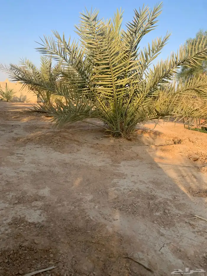 نخل 8