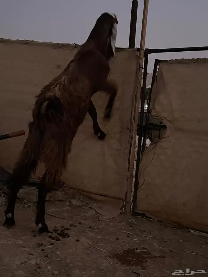 تيس ثني فحل ومنتج 0