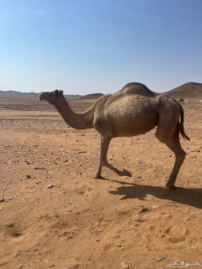 ناقه منتج للبيع 0