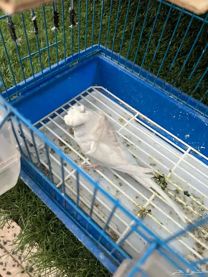 للبيع انثى هوقو 0