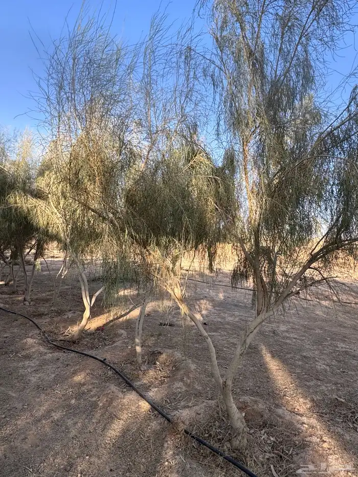 للبيع شجر غضى وسدر بلدي احجام كبيره 6 متر و4 متر 1