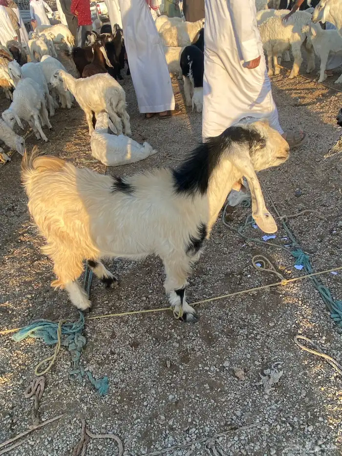 جفار 2