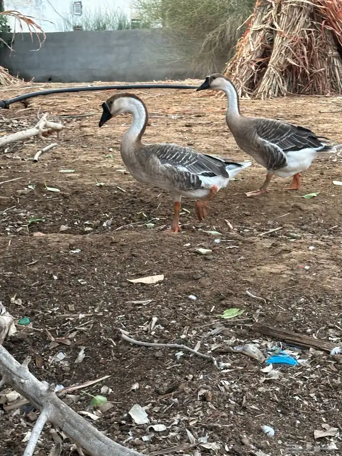 للبيع وز عراقي اصيل 5