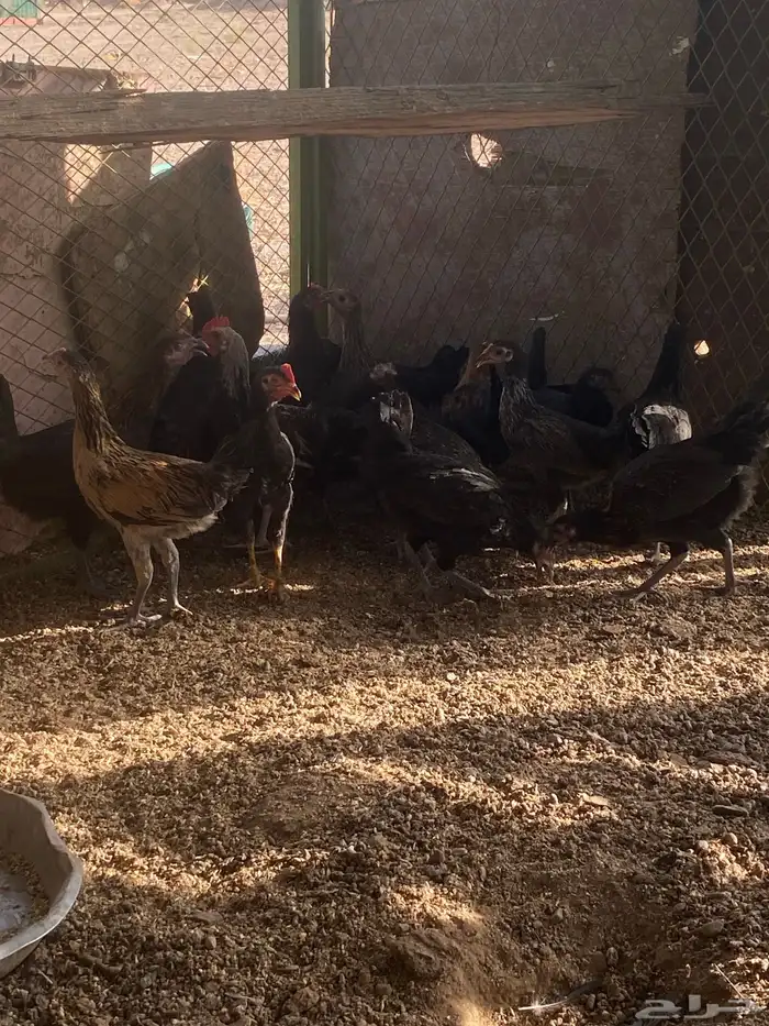 دجاج 1