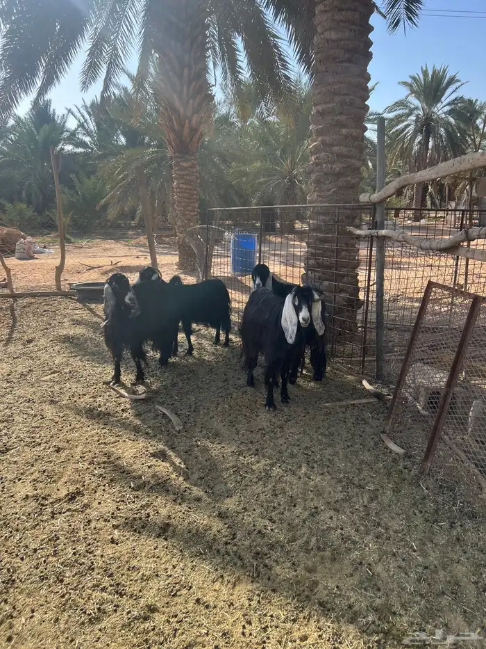 معزا عوارض مضاريع شرط 2