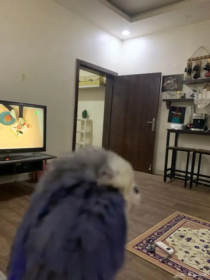 جوز روز اليفين جدا جدا جدا 20