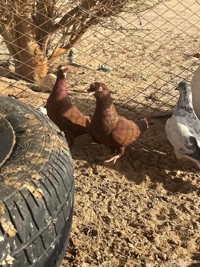 حمام للبيع 13