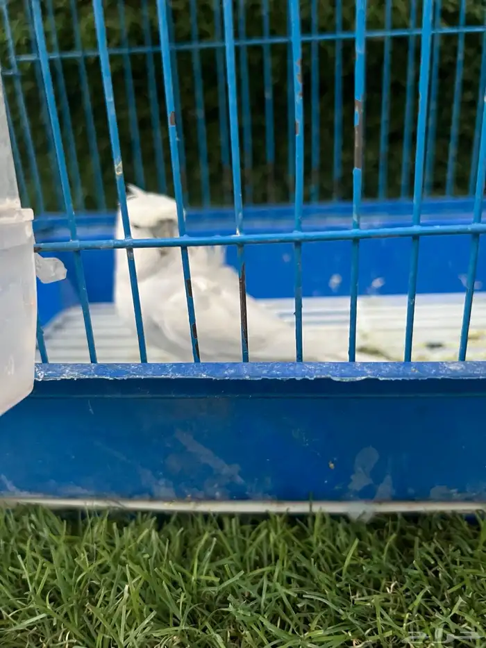 للبيع انثى هوقو 3