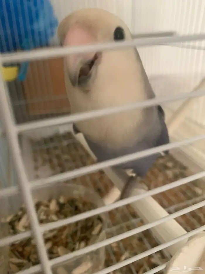 جوز روز اليفين جدا جدا جدا 3