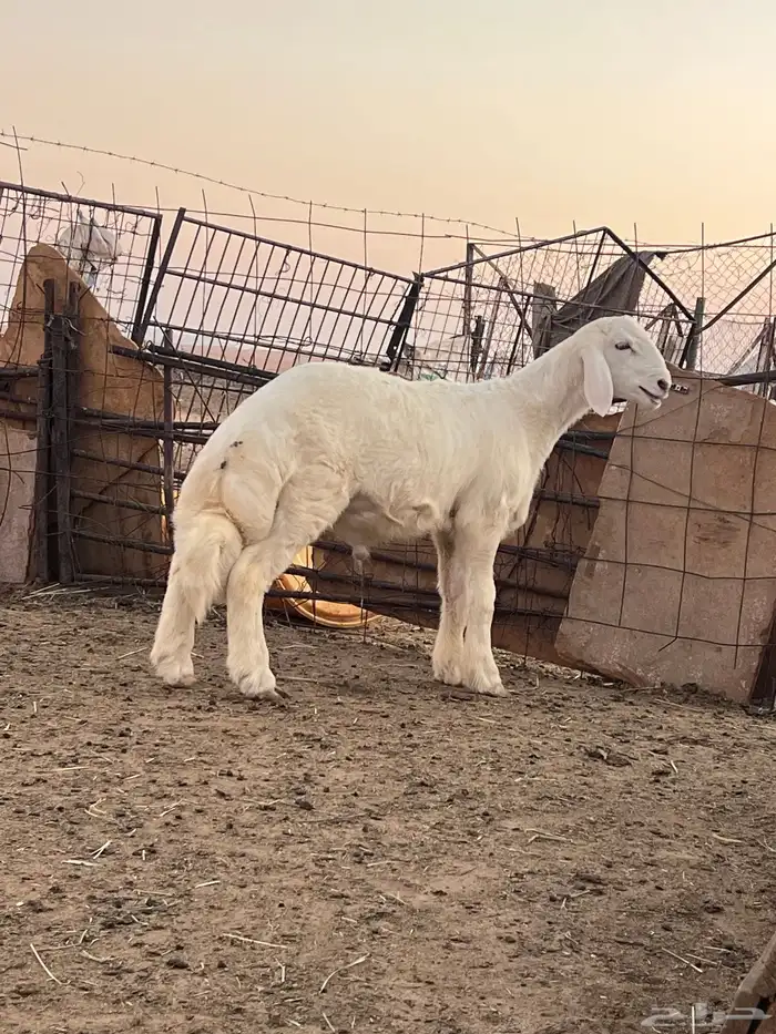 مشروع فحل صنف 0