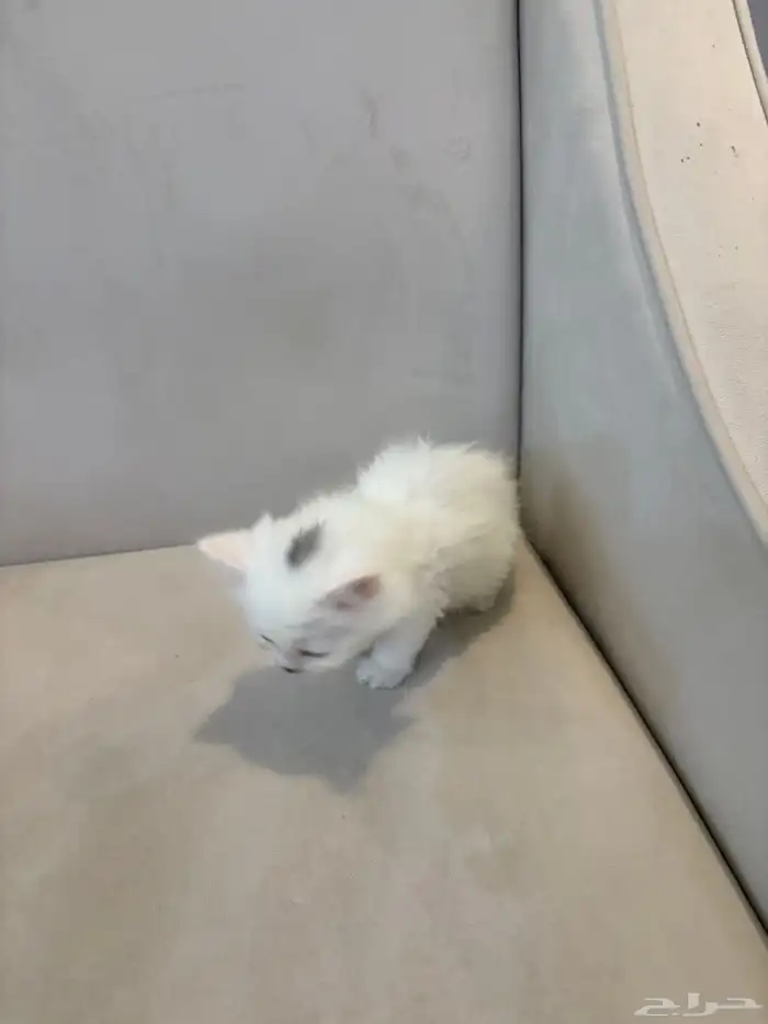 قط للبيع العمر شهرين 2