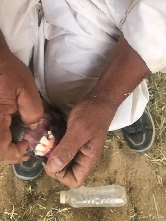 شاه رفيديه للبيع 1