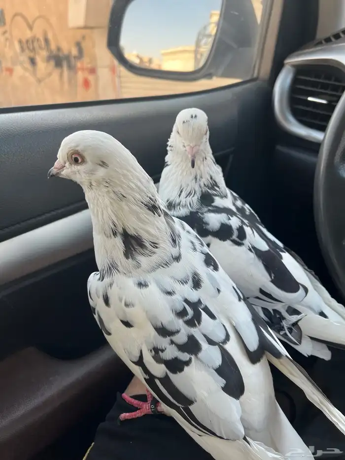 قطايف للبيع 1