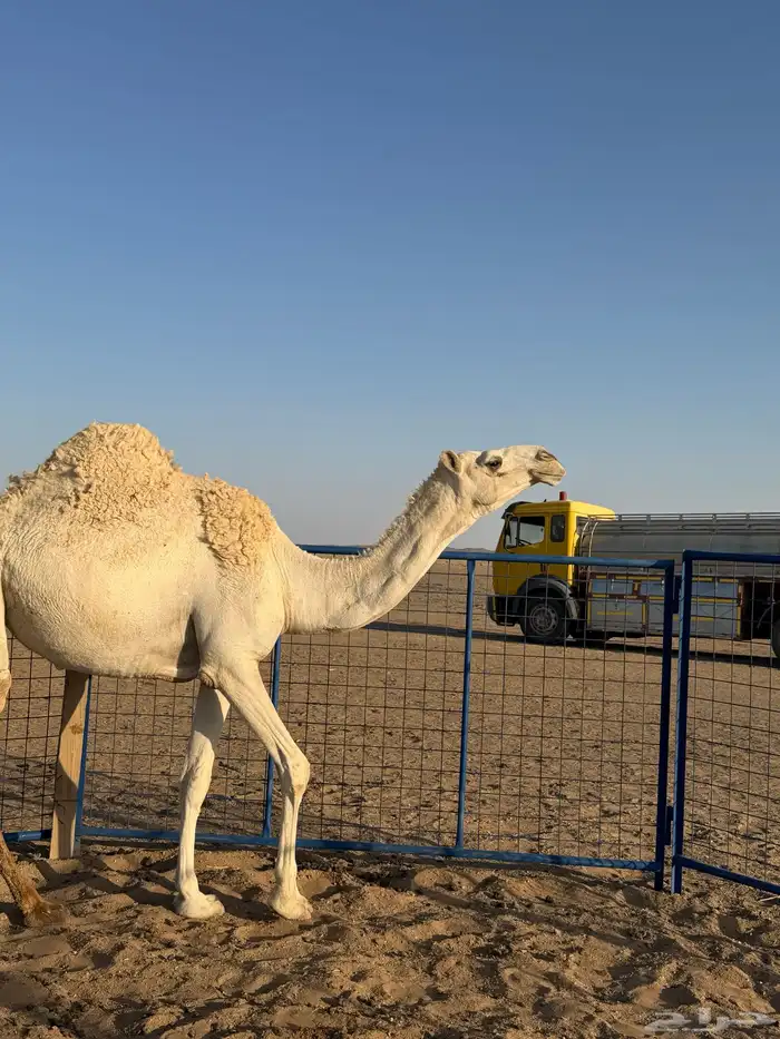 بكرى وضحاء 4