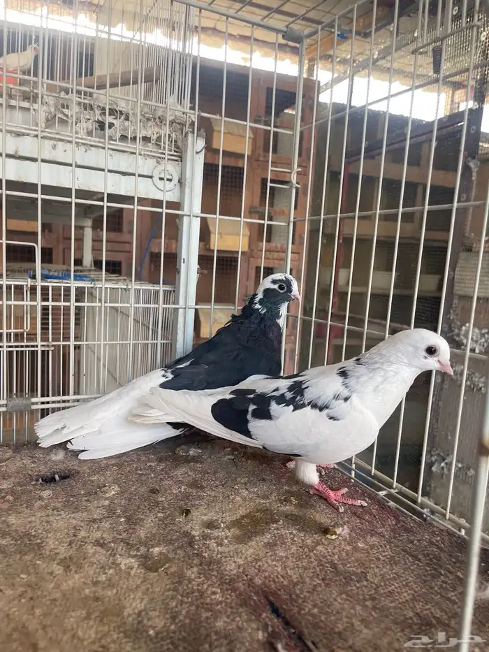 قطايف قنادي 2