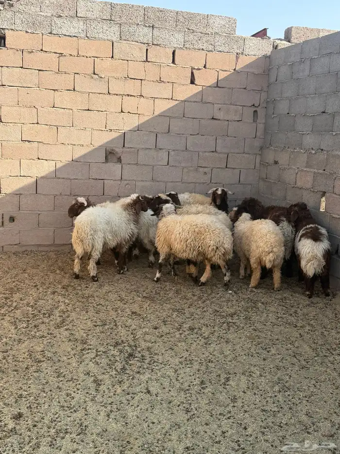 ذبائح هرافي وتيوس 2