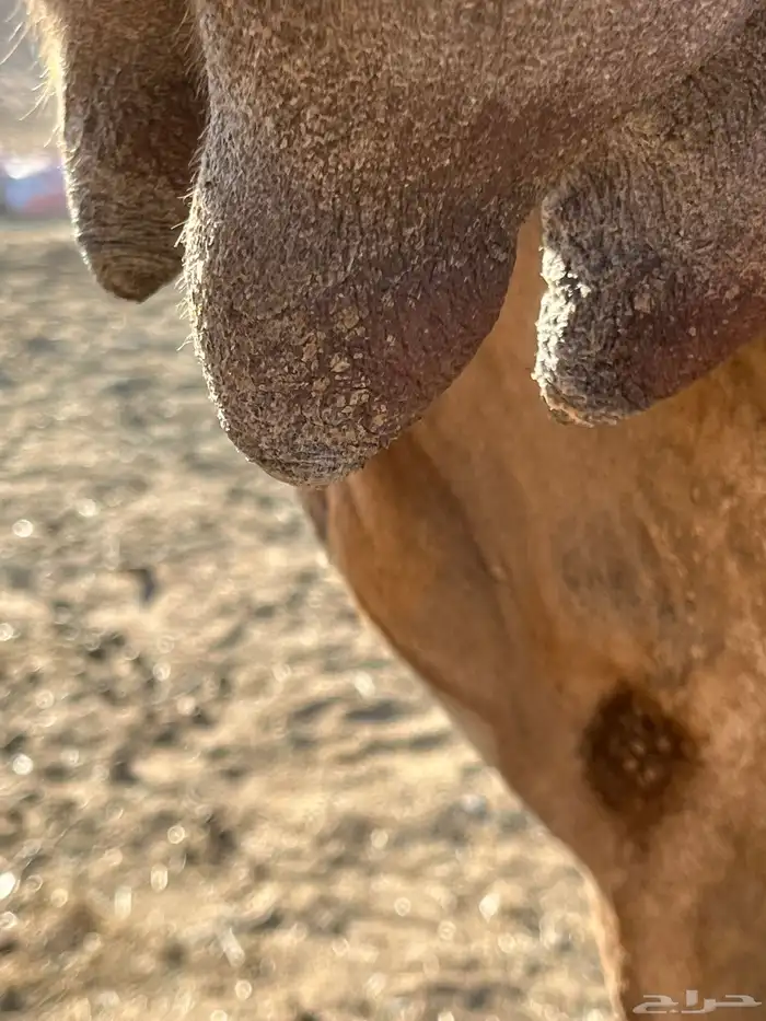 ضروبه مبيوعه بنتها 4