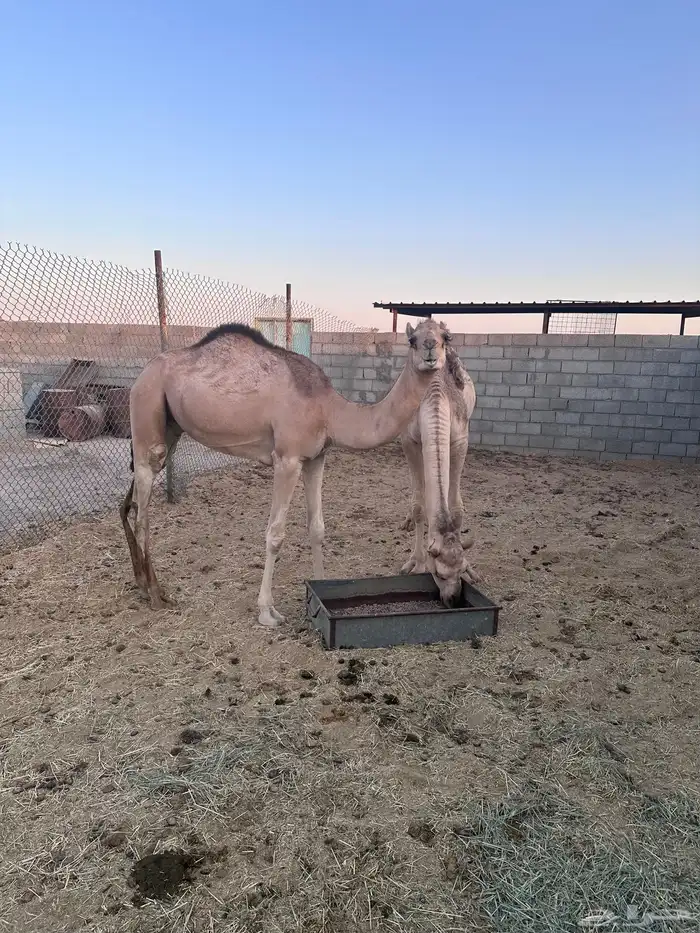 قعدان للبيع 6