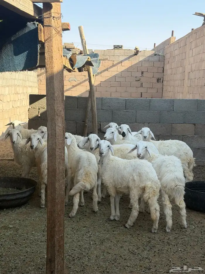 ذبائح هرافي وتيوس 3