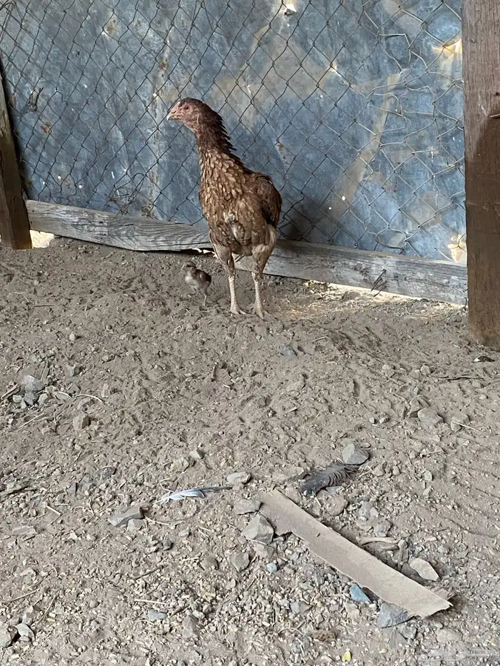 جاج باكستاني اصل للبيع 2