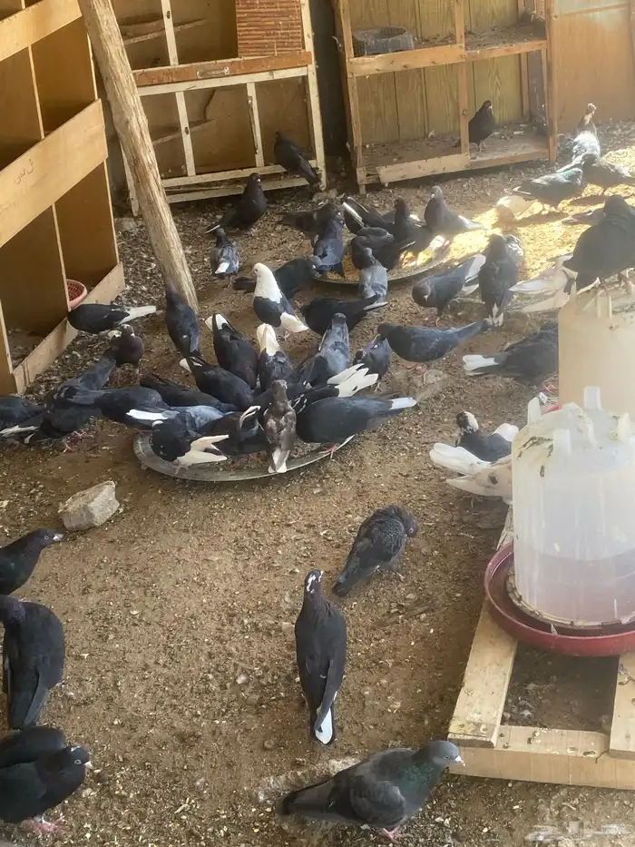 حمام قطيفي 3