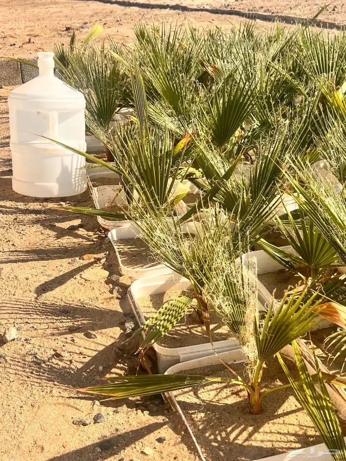 نخيل واشنطونيا (بسعر الجمله ) فرصه استثمارية 4