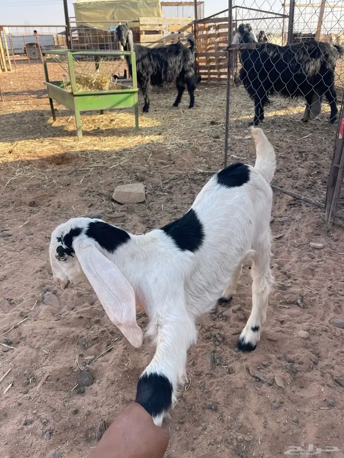 للبيع عنز معها تيس عمره شهر 3