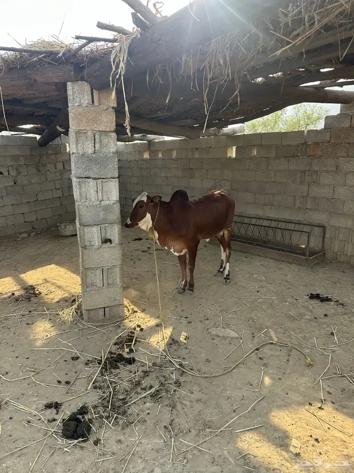 بقر العدد ثنتين خبيش سنه ونص 2