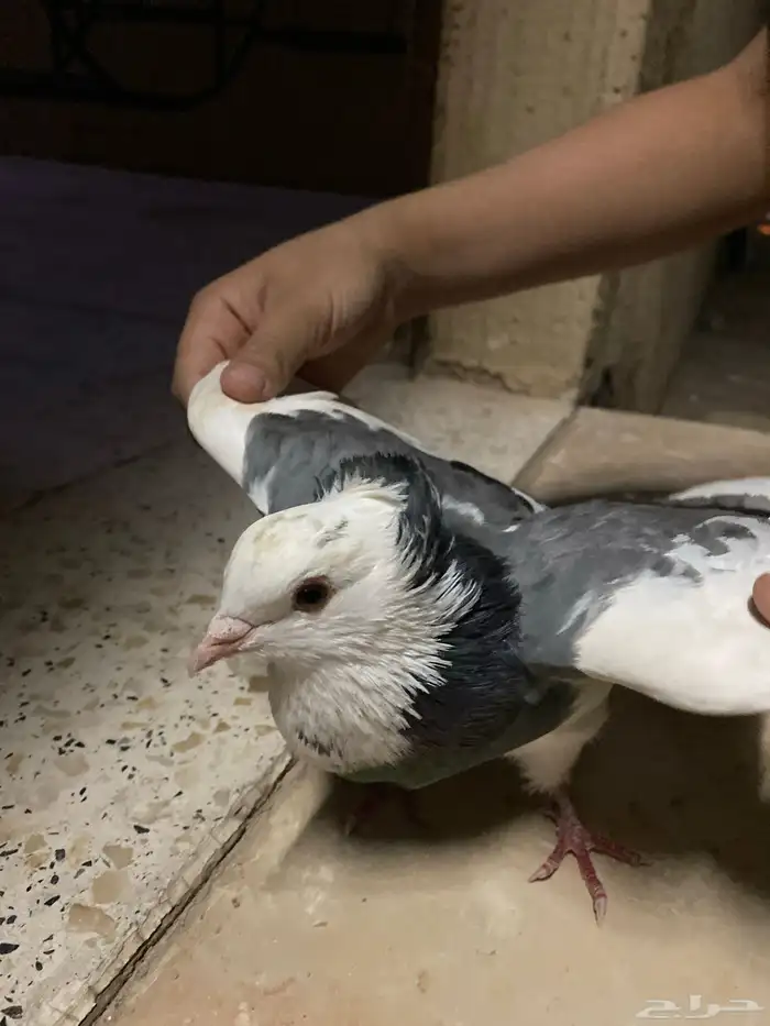 حمام 2