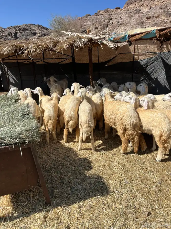 رخال حريات للبيع تم البيع 4
