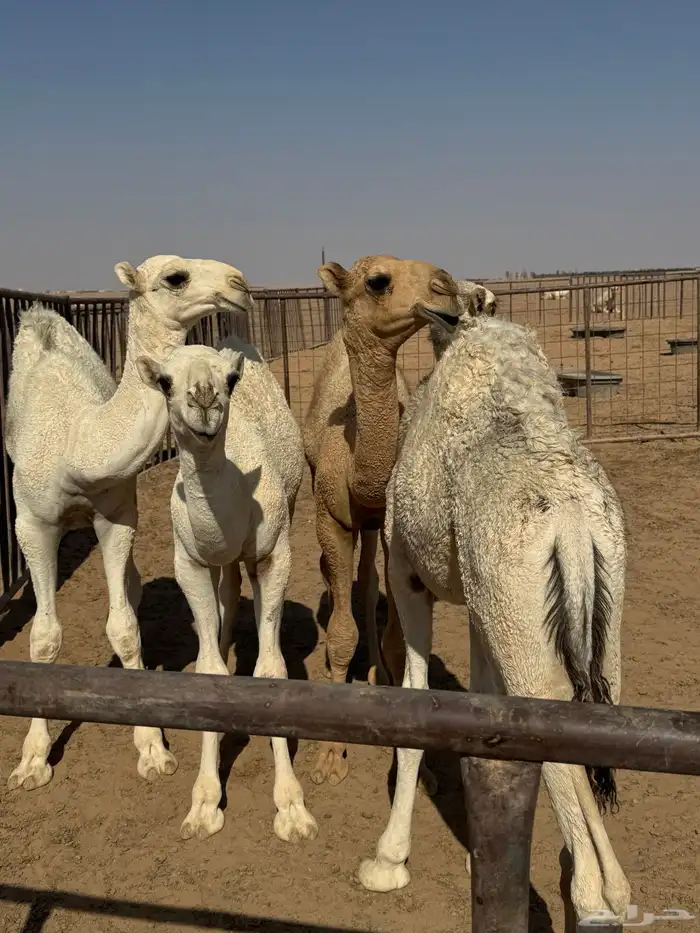4 قعدان لبانية 1