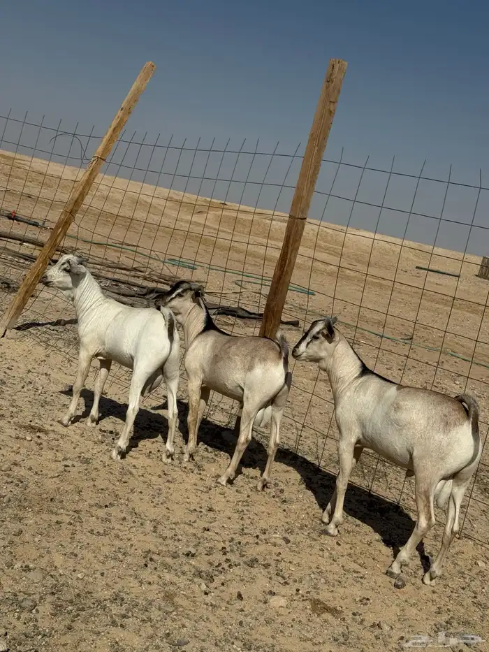 تيوس فل شحم 0