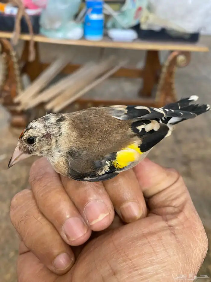 حسون ذكر فرخ تم البيع 2