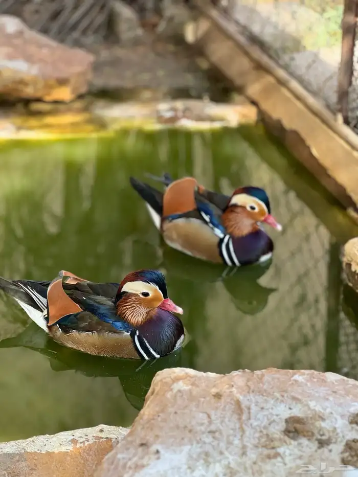 بط الماندرين 3