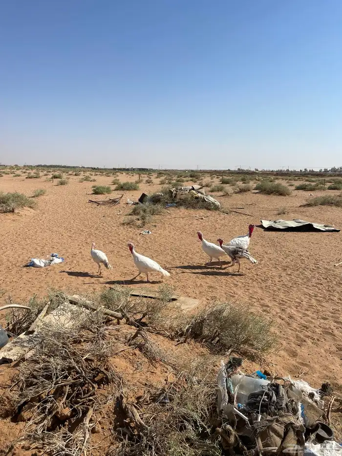 دجاج رومي بياض شرط 1