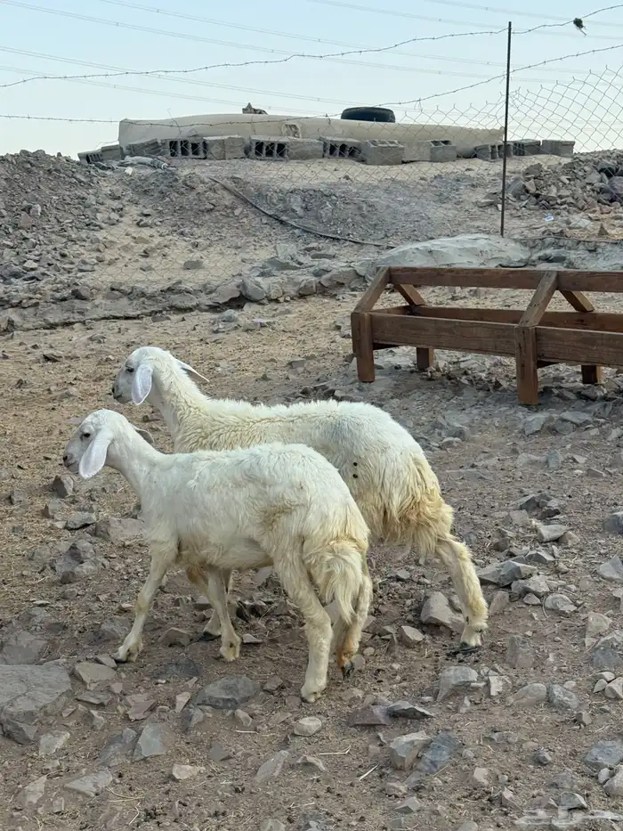 ثنتين رخال حريه 4