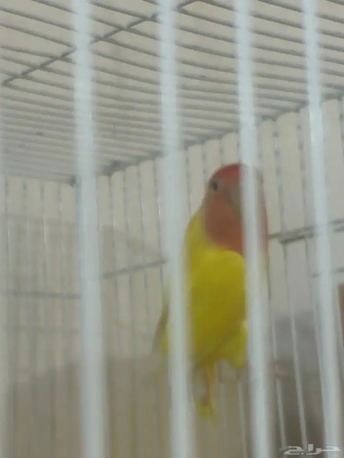 جوز روز منتج 3