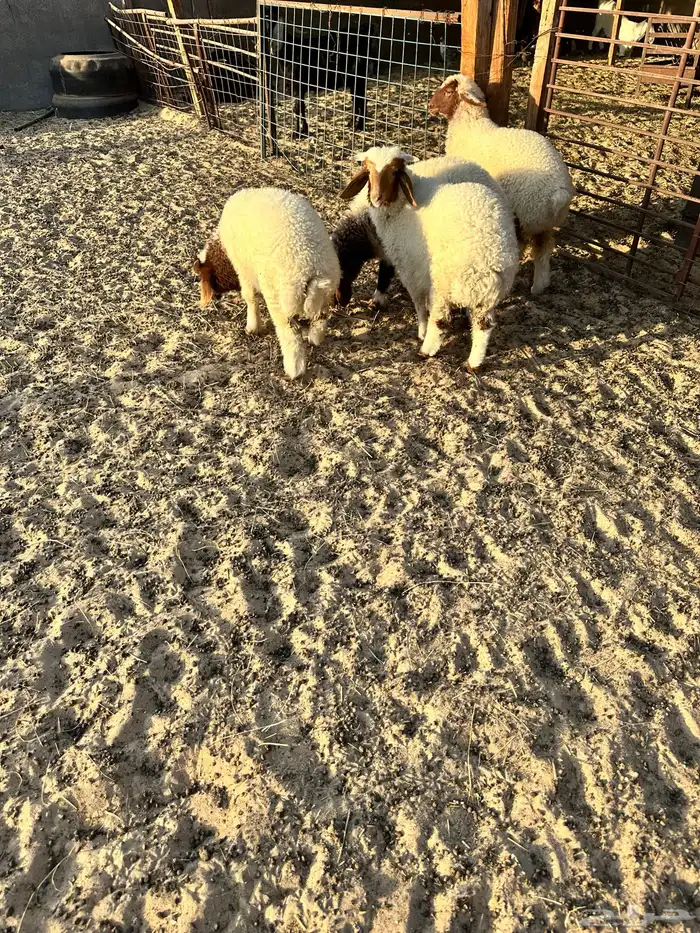 هرافى نعيمي بلدي 5