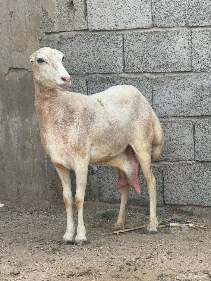 نعجه فاخرة منتوج 2