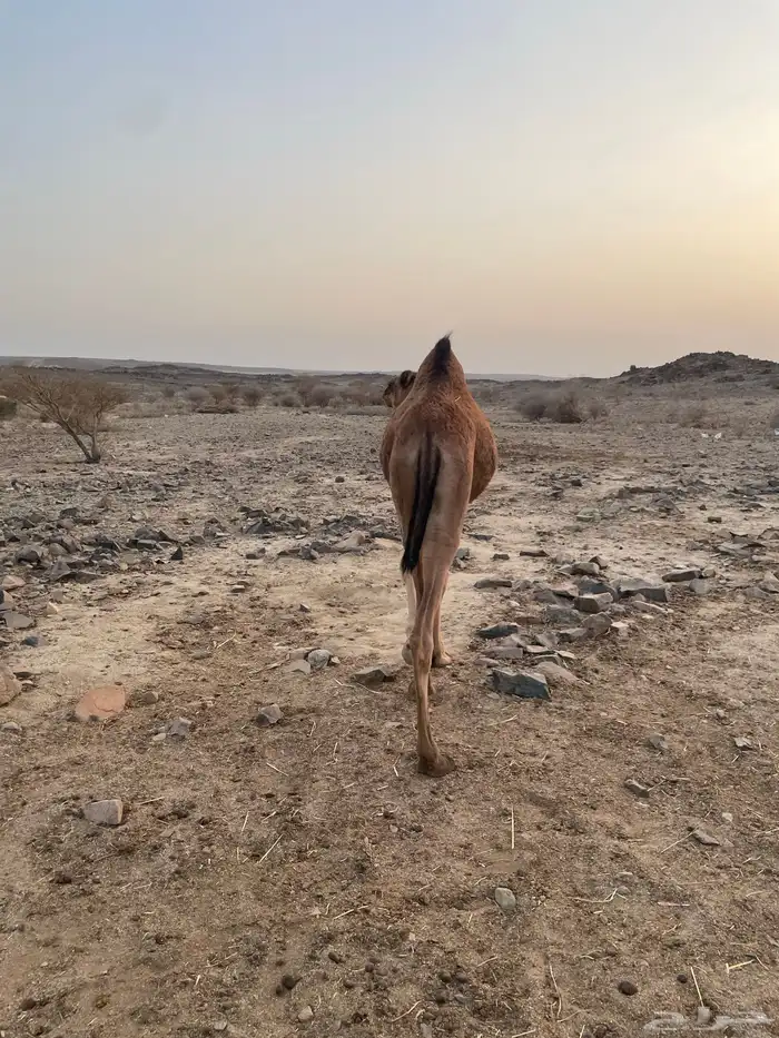 بكره طيبه للبيع 3