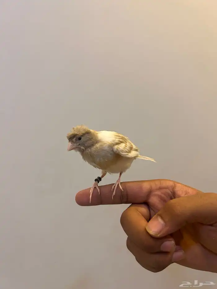 كناري تربيه 1