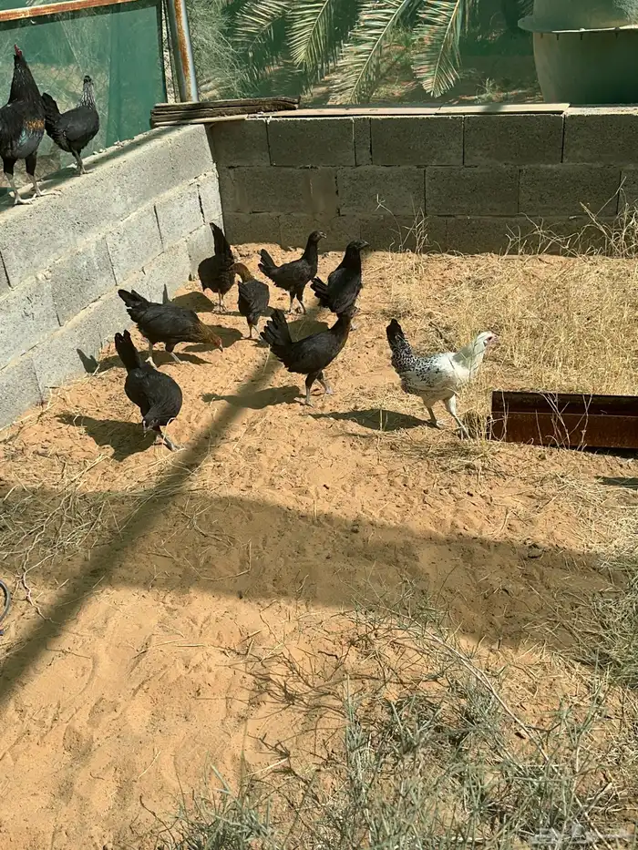 للبيع دجاج بلدي 2