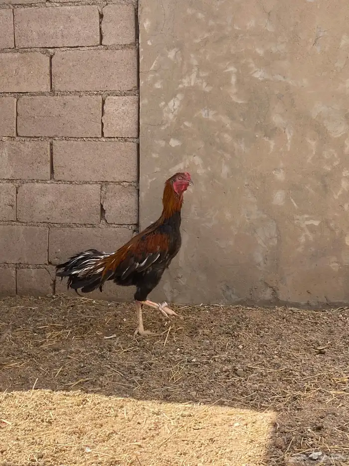 ديك بكستاني 3